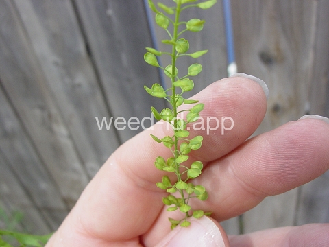 pepperweed, Virginia